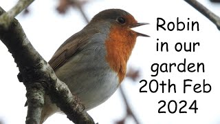 Robin in our garden 20th Feb 2024