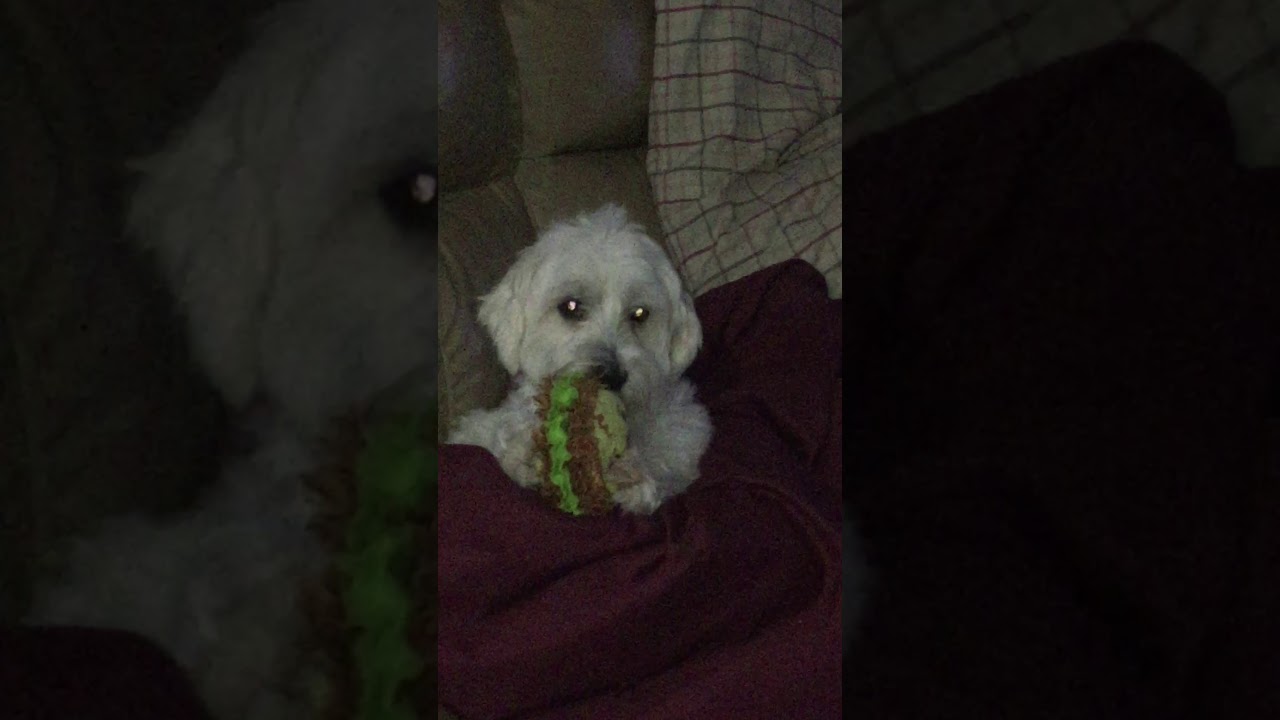 my dog is eating taco YouTube