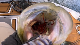 Almost Swallowed It!! Out Fished By My Dad While Bridge Fishing for Redfish, and Snook!! by FishAholic Fishing 20,280 views 2 months ago 24 minutes