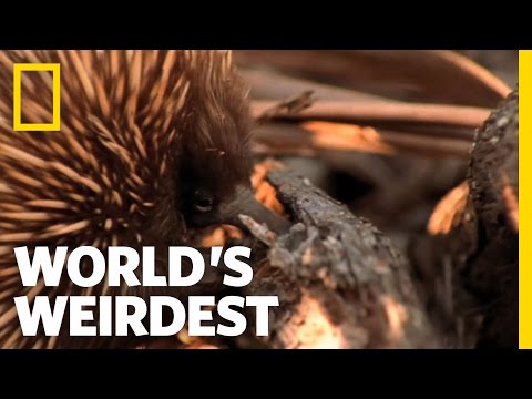 Vídeo: Echidna (animal): foto, descrição, habitat