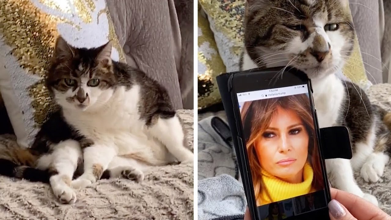 Step-Mom Thinks Cat Looks Like Melania Trump