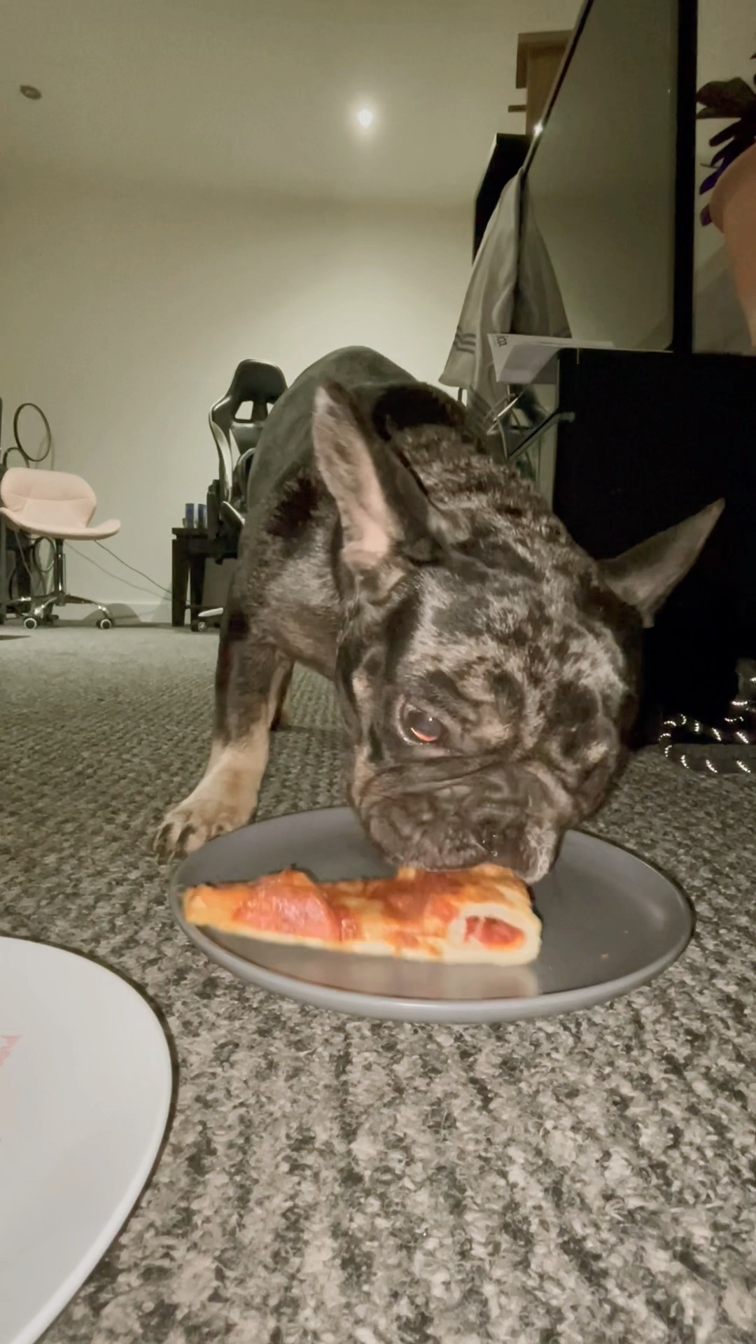 Can Dogs Eat Pizza dogs pets animals frenchbulldog merle pizza Can Dogs Eat Pizza dogs pets animals frenchbulldog merle pizza