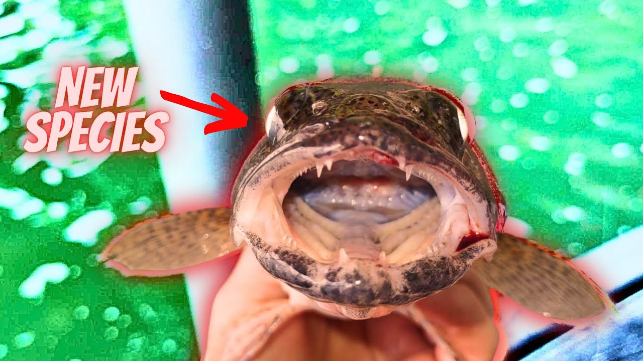 Multispecies Fishing At Wilson Dam With Live Shad ! ! ! YouTube