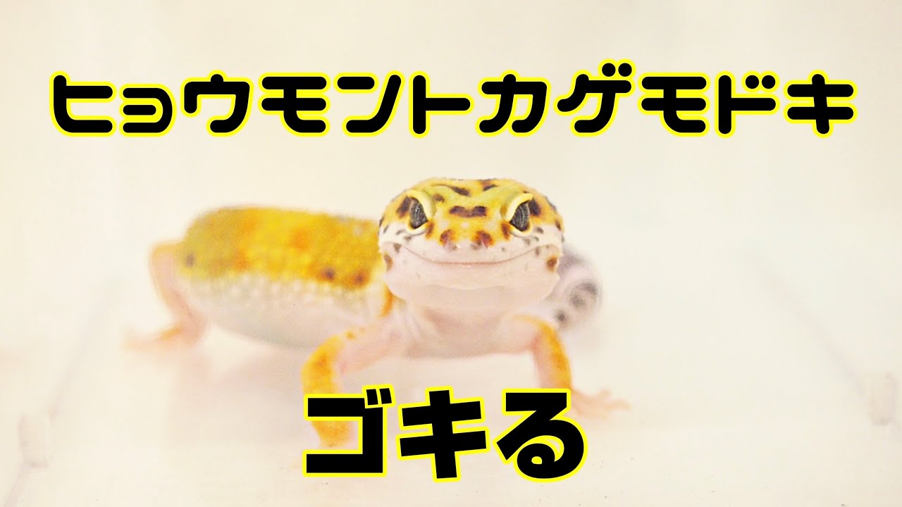 飼育vlog ヒョウモントカゲモドキに1か月ぶりに生餌をあげてみた Youtube 飼育vlog ヒョウモントカゲモドキに1か月ぶりに生餌をあげてみた Youtube