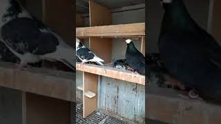 Bulgar Bangosu Güvercin