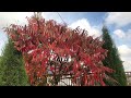 Сумах оленерогий  в саду осенью, пылает яркими красками! Или уксусное дерево