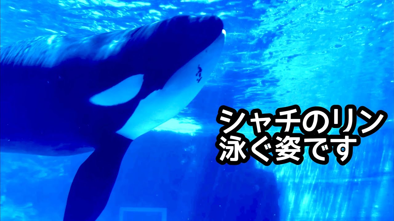 Lynn the killer whale swimming leisurely [Port of Nagoya Public