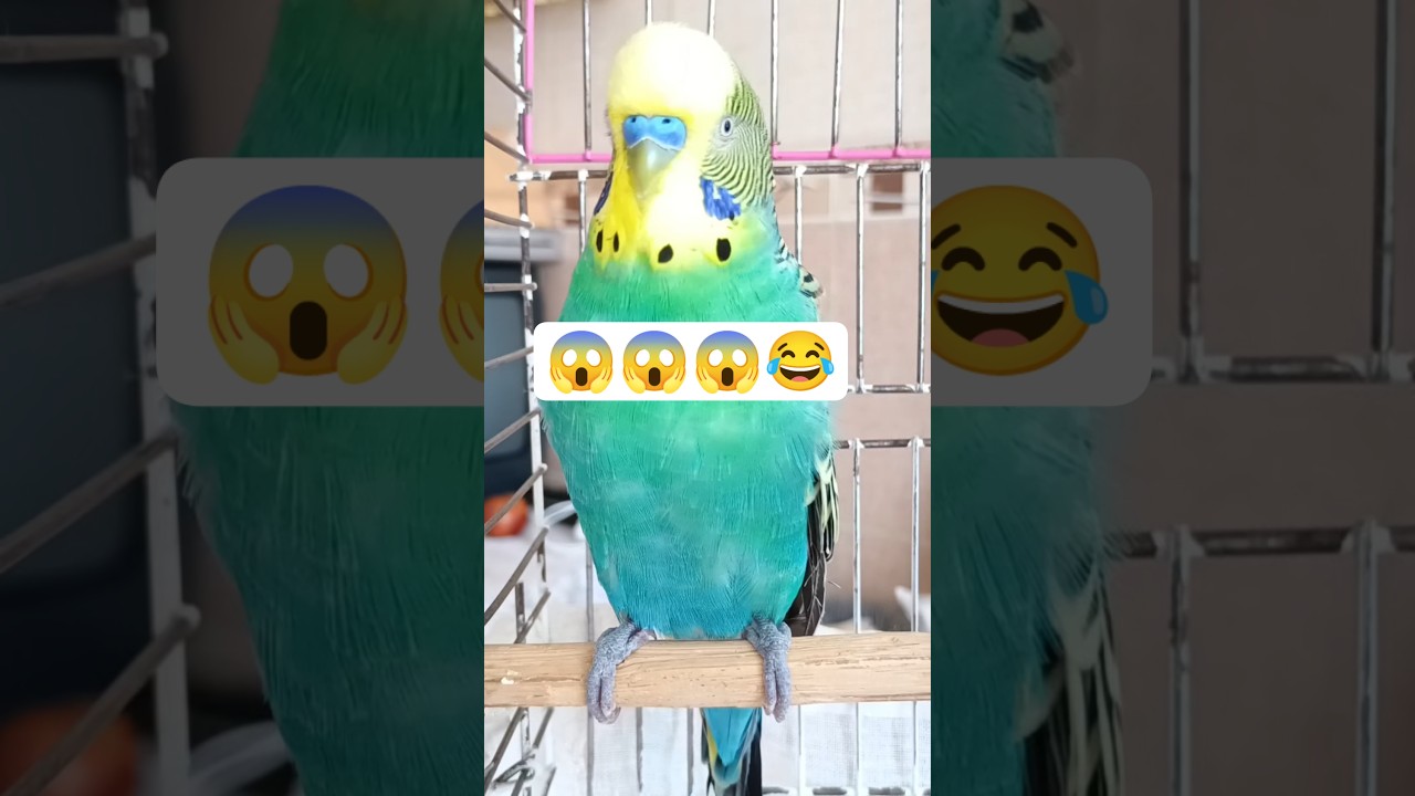 Çılgın :) #birds #budgies #talkingparot #muhabbetkuşu #vogel #cute #parrot #parakeet #lovebirds