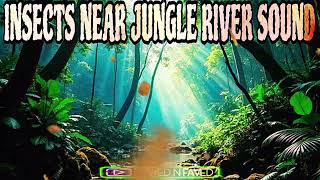 Insects Near Jungle River Sound Effect