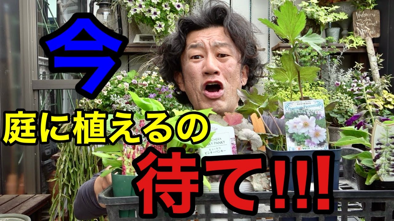 めんくん様 Buying this was the right decision!! [Carmen-kun] [Gardening