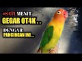 Masteran Pancingan Di Jamin Mantul Burung Lovebird Ngekek Terbaru Durasi menit Mp3 - Mp4 Download