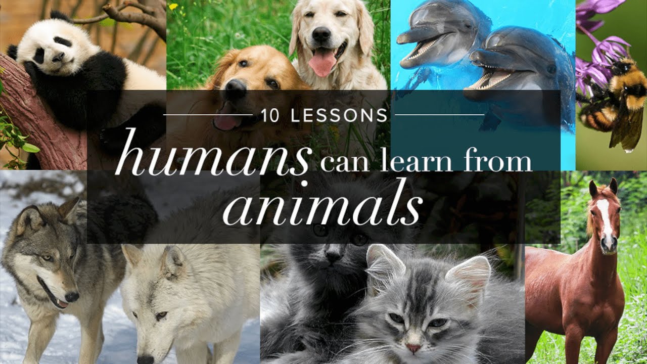 10 Important LIFE LESSONS We Learn From Animals - YouTube