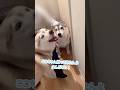 父と感動の再会を果たしたと思ったら… #シベリアンハスキー #ハスキー #ハスキー犬