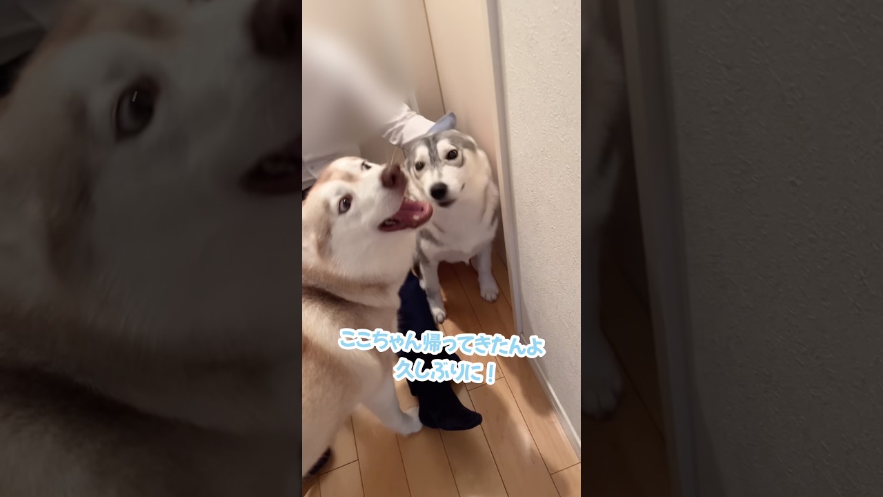 父と感動の再会を果たしたと思ったら… #シベリアンハスキー #ハスキー #ハスキー犬