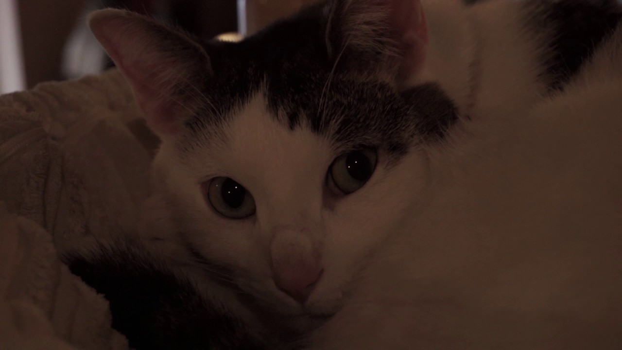cat cafe YouTube cat cafe YouTube