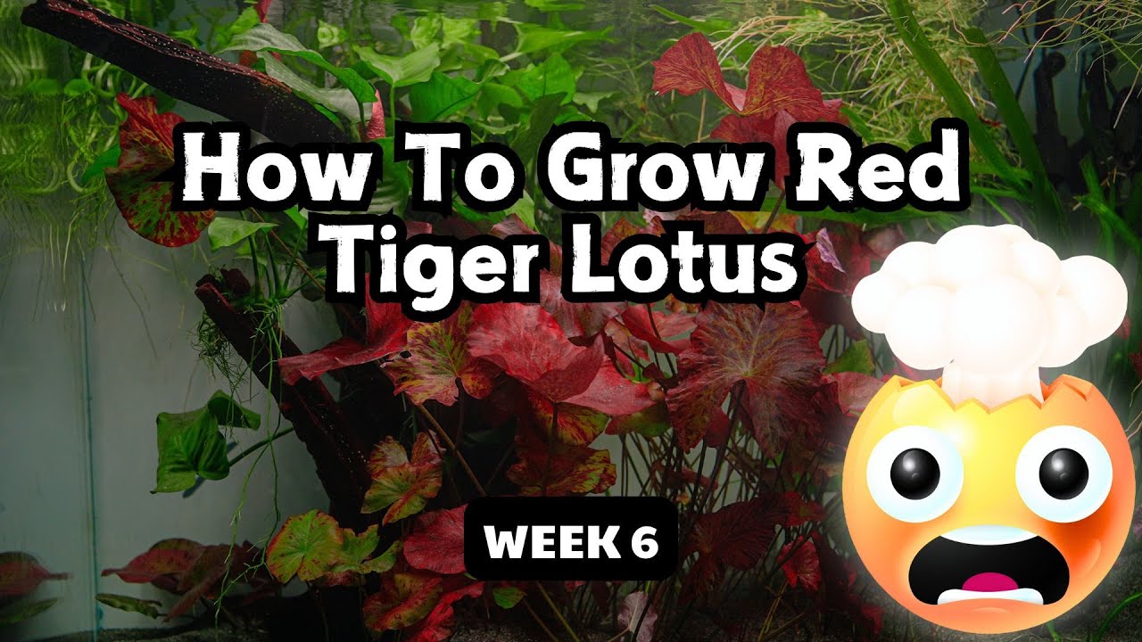 How to get large Red Tiger Lotus aquarium plants | Week 6