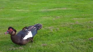 Muscovy drakes flying