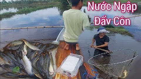 Lên ruộng đẩy côn mùa nước nổi, bắt cá trê vàng xiệt lạnh cá da trơn