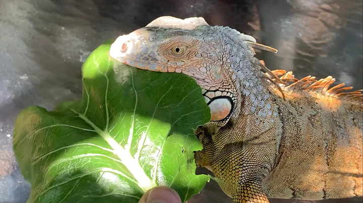 Transformer un iguane sauvage en animal de compagnie : Astuces pour apprivoiser un iguane !