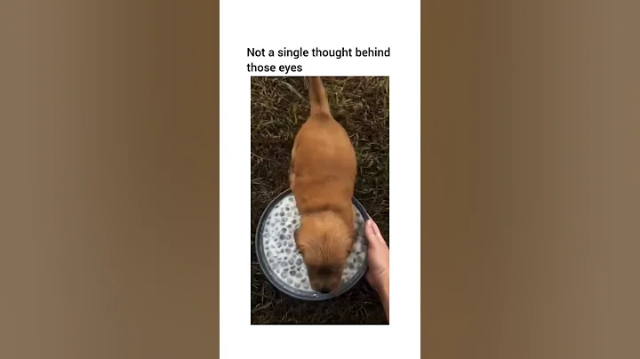 Watch the video about #118 Funniest Cats and Dogs videos 🐶😺 #funny #animals #funnyanimals