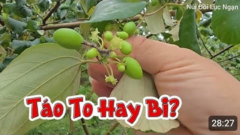ĐẬU QUẢ CUỐI VỤ THÌ Táo TO HAY Táo Bi I NÚI ĐỒI LỤC NGẠN