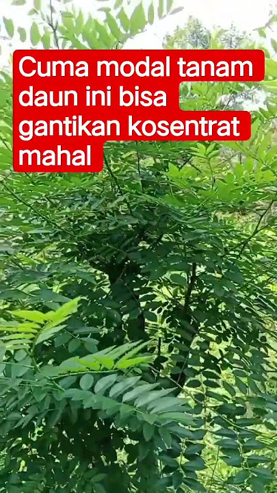 Tanaman indigofera cocok banget buat peternak yang pengen hasil maksimal