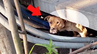 He crawled over and cried loudly when he met his neighbor again after 5 years and the truth