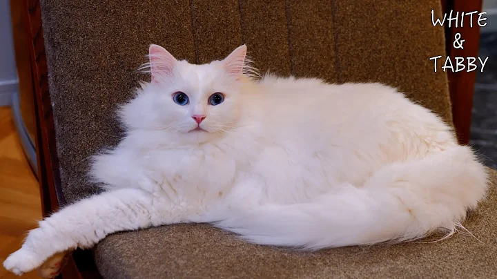 Video 11709221: cute norwegian forest cat, cat old