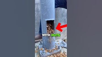 What the Nuts??
