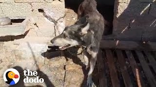 Dog Chained His Whole Life Is Finally Free | The Dodo