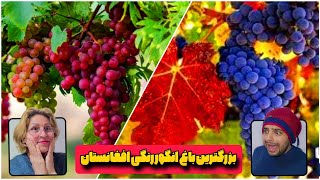 این فقط ذره ای از زیبایی های خداونده 😲 قطعا بزرگترین  و خوشمزه ترین انگور برای افغانستانه