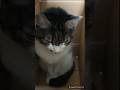 ケンカの仕返しに姑息な手を思いつく猫…　#shorts　#猫動画 　#かわいい猫