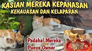 KUCING INI KEPANASAN KEHAUSAN DAN KELAPARAN