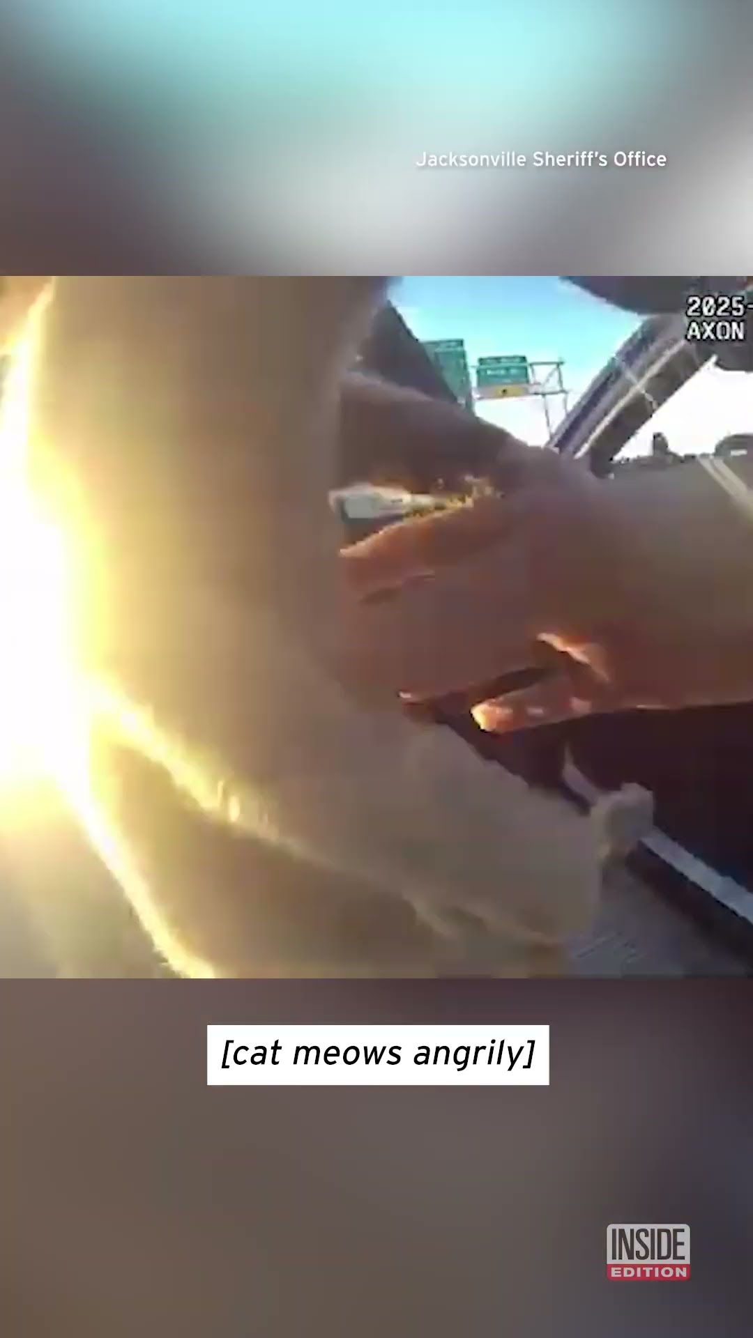 Angry Cat Saved From Highway Median #shorts