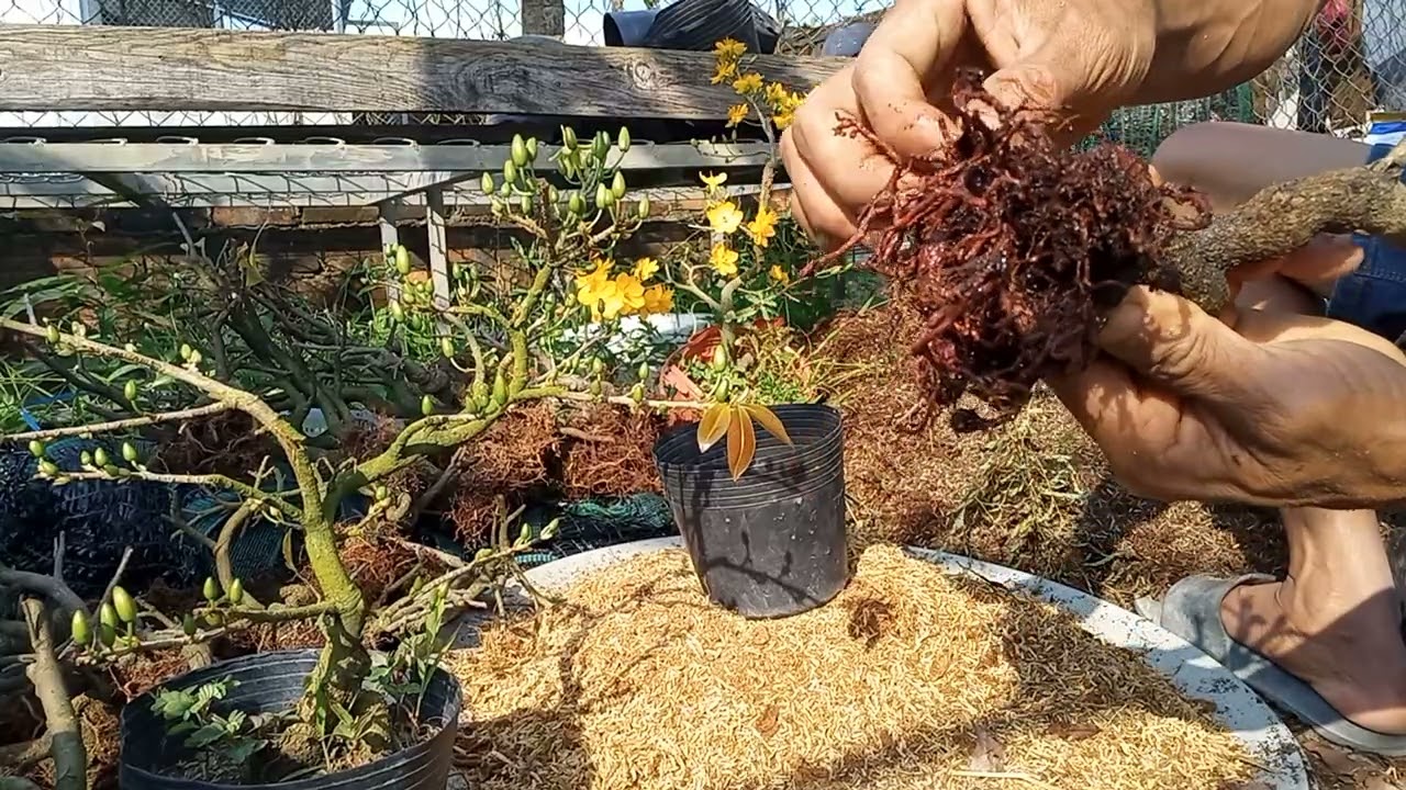 Cắt đôn, xử lý, trồng lại cây mai mi ni hiệu quả nhất 