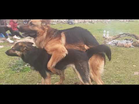 فيديو: ممارسة مع كلبك 101