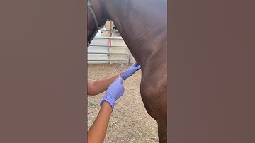 Skill 40- equine IV injection