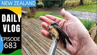 A rainy day and a surprise visit from a Piwakawaka! [Life in New Zealand Daily Vlog #683] by Real New Zealand Adventures 484 views 12 days ago 11 minutes, 14 seconds