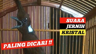 MASTERAN CILILIN GACOR JERNIH SUARA KRISTAL PALING DICARI !!