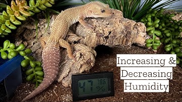 How to Control the Humidity in Your Reptile