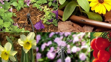 Drip Irrigation Basics: How to Water Landscaped Areas
