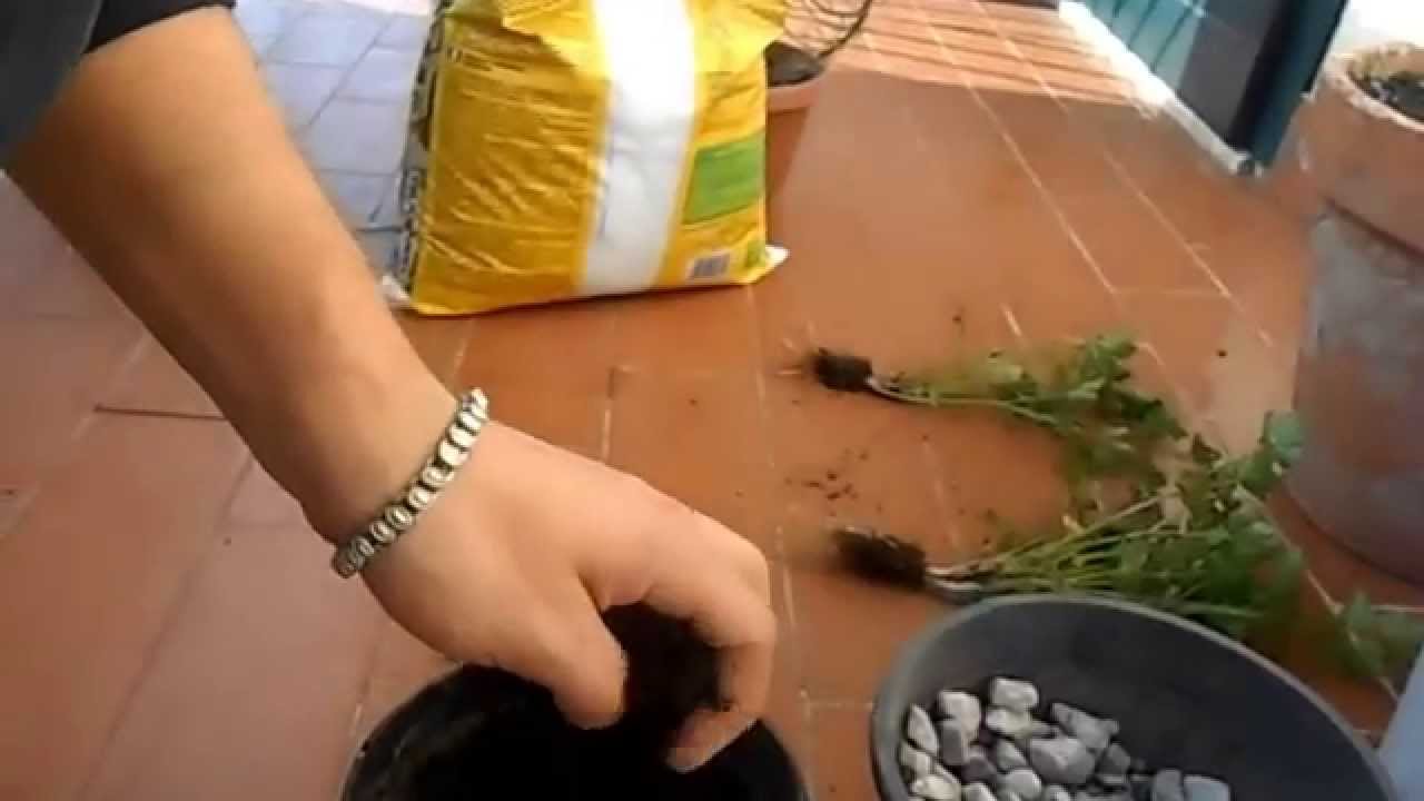 Prezzemolo in vaso: come coltivarlo in casa o sul balcone - YouTube