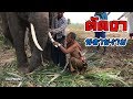 Cut ivory ตัดงา! พลายงาม elephant thailand