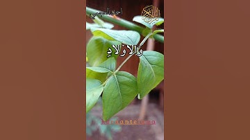إعلموا أنما الحياة الدنيا اجمل تلاوات الشيخ احمد العجمي حالات واتس اب مقاطع انستا تيك توك العجمي