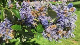 Californian lilac (ceanothus) - leaves & flowers may 2018