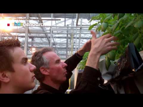 Video: Stap Opzij, Hydrocultuur. Deze Twee Duikers Kweken Aardbeien En Sla Onder De Oceaan - Matador Network