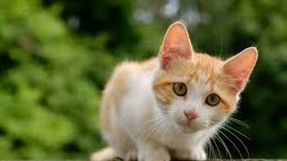 Какова Кошачья Жизнь и Животный Мир в Англии? Какова Кошачья Жизнь и Животный Мир в Англии?