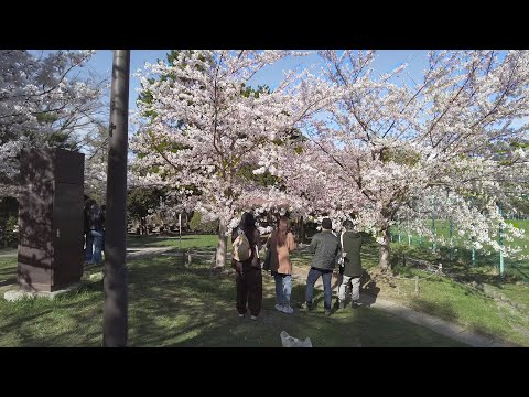 【4K】2022 日本 北海道 札幌 中央区 円山公園 北海道神宮 桜 散策【Binaural Audio】