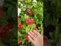 Ixora flower plant bloom in my garden #youtubeshorts #terrace #gardendesign #gardenideas