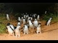 Парад Пингвинов. Остров Филиппа, Мельбурн, Австралия. Penguin Parade. Melbourne, Australia